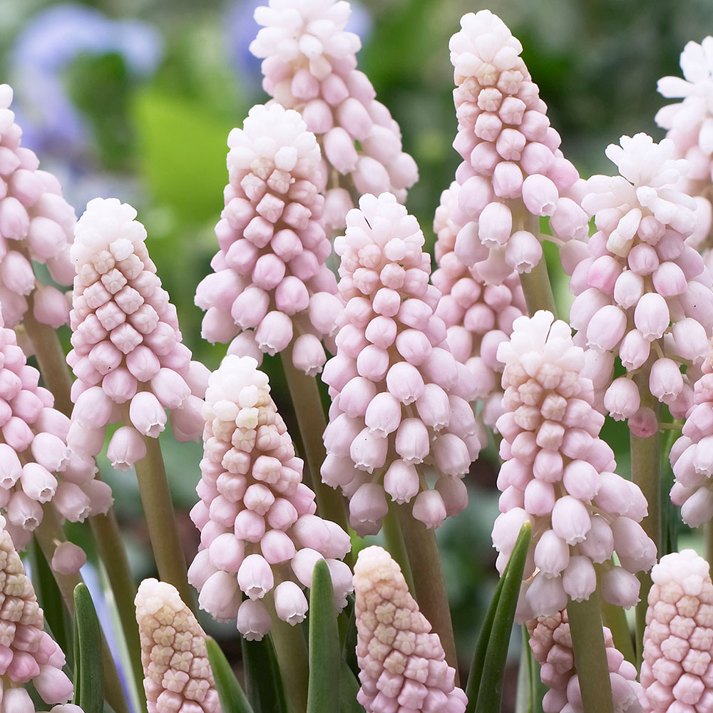 Muscari armeniacum 'Pink Sunrise'